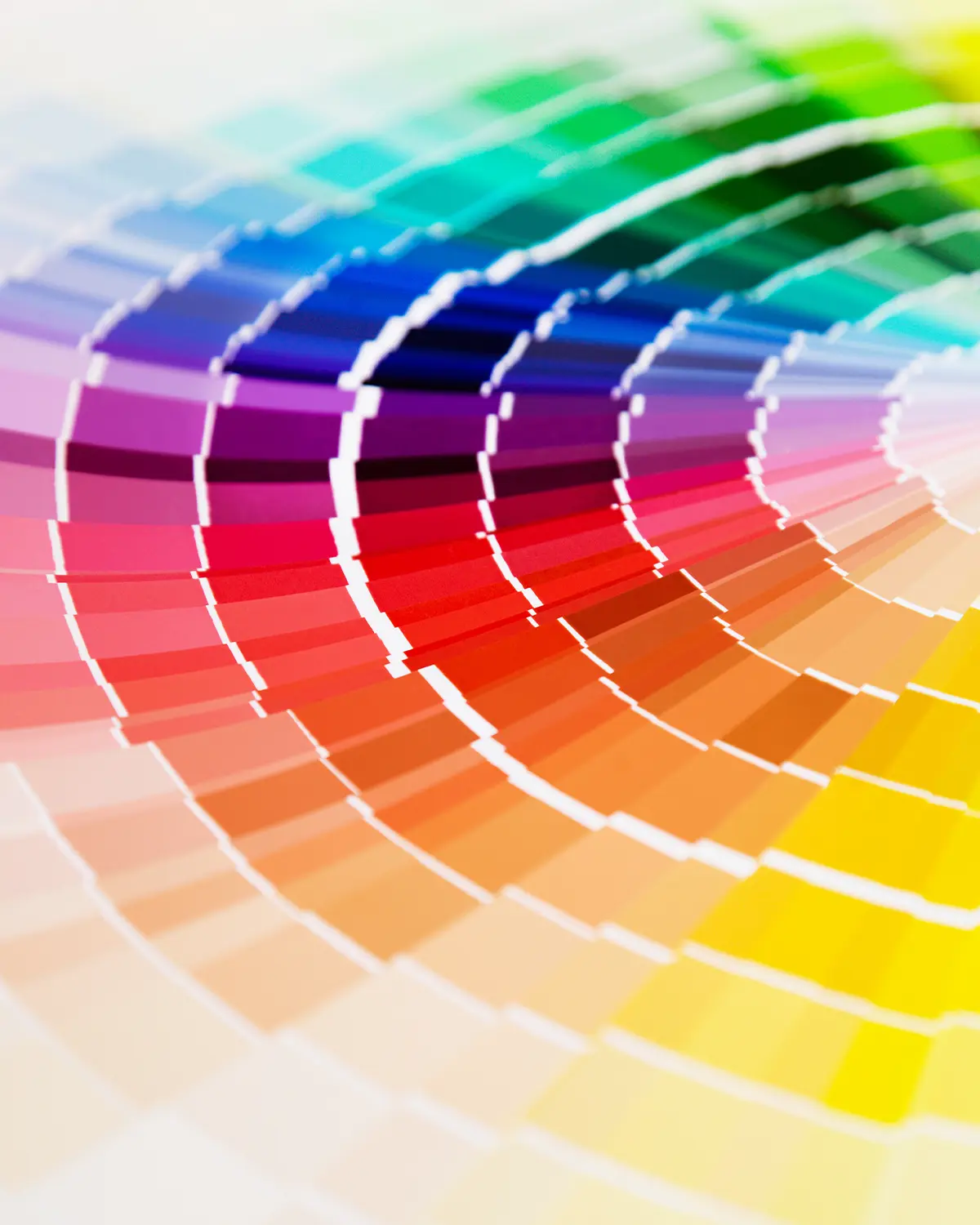 zizip color (1)